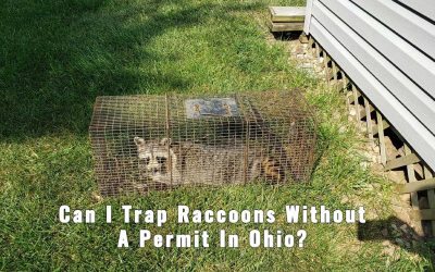 Can I Trap Raccoons Without A Permit In Ohio?