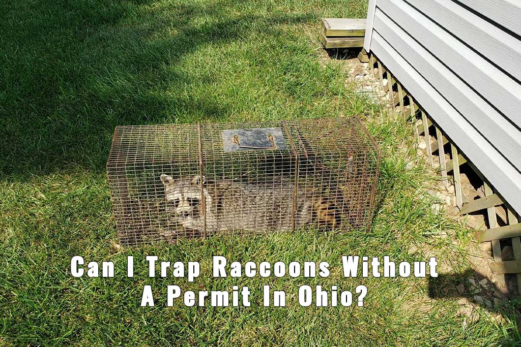 Raccoon Trapping Without A License Is Permitted In Ohio Without A License.