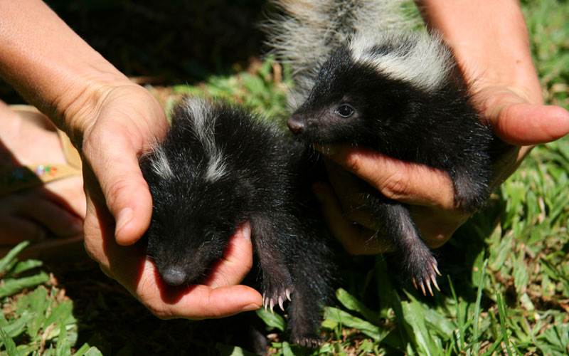 Dayton Animal Removal Service Animal Removal Employee holding Skunk
