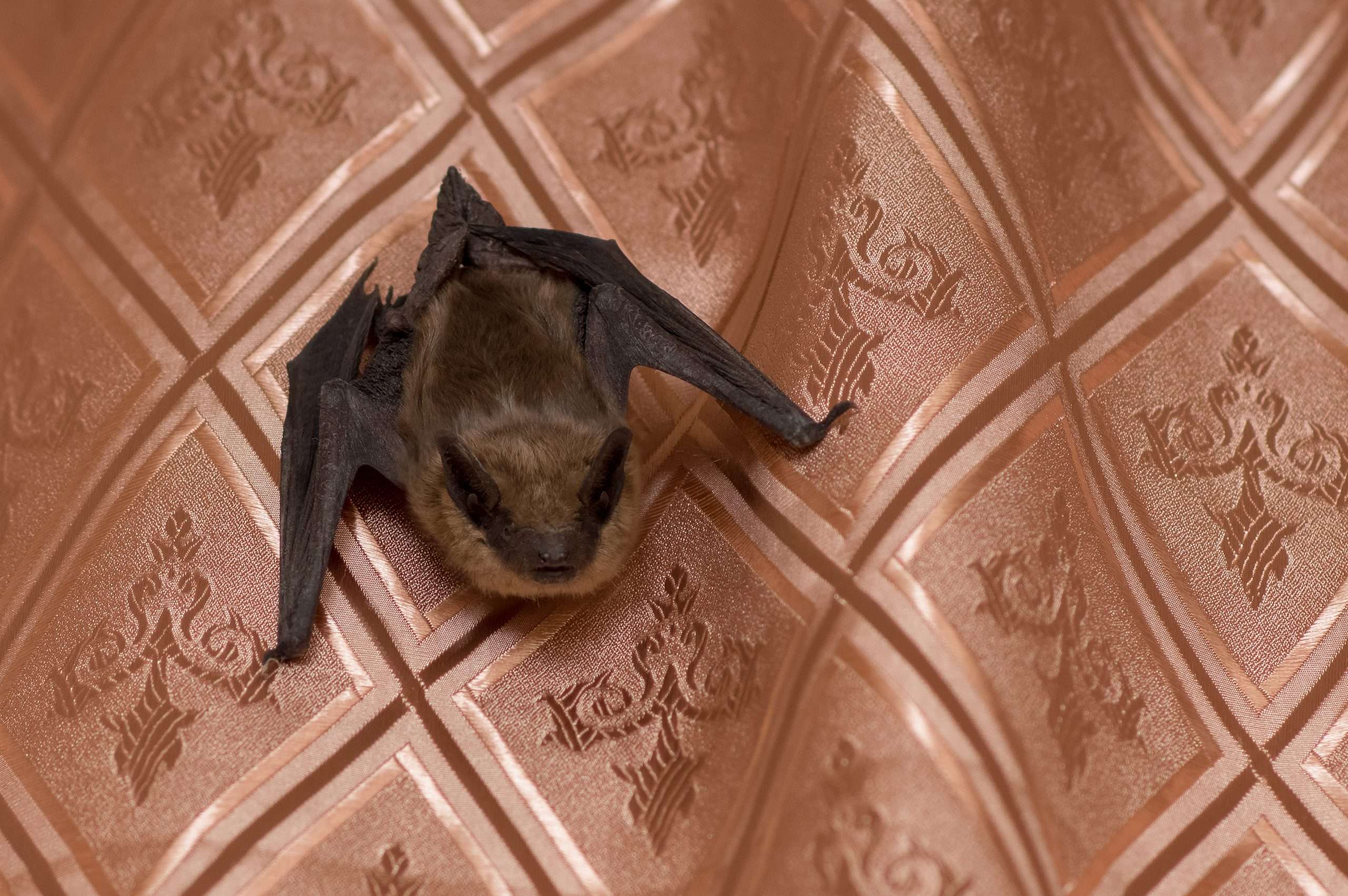 Photo of a bat at the blog posting Bat Removal Costs